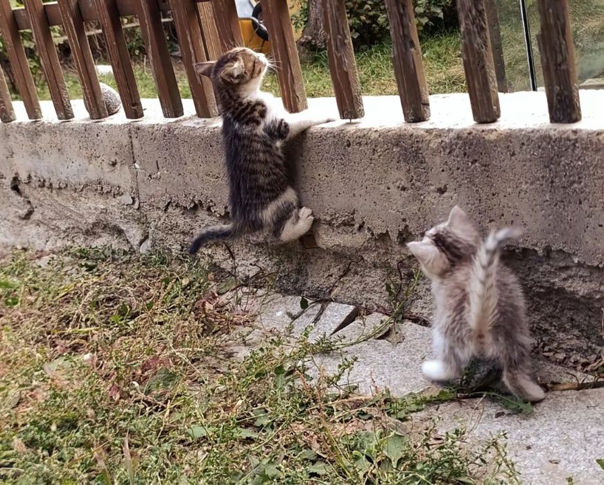 Котята ищят свой дом!