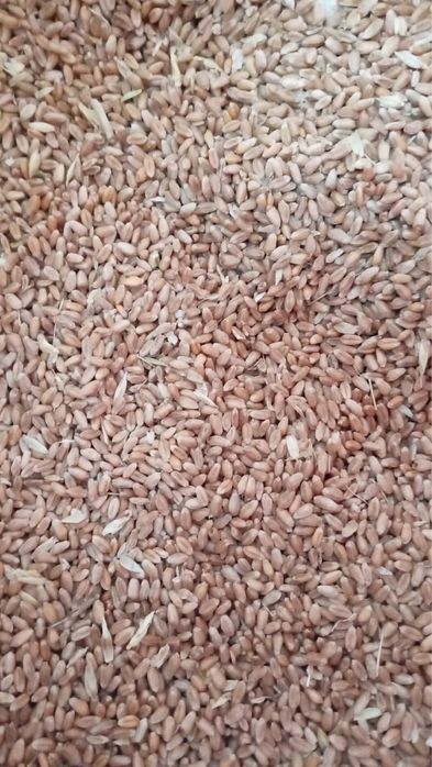 продам зерно 30 кг