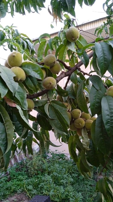 Дом продаётся срочно