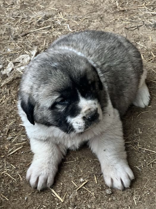 Продам щенков Алабай