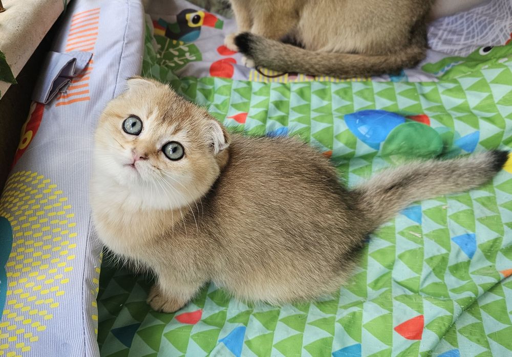 Британски котенца