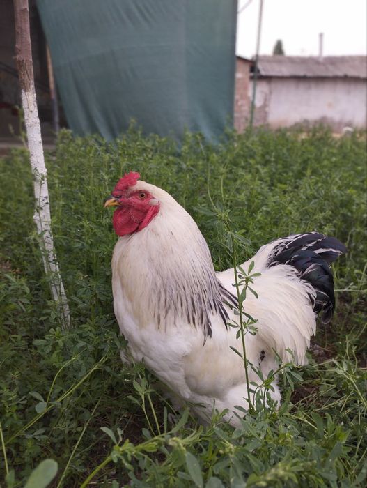 Брама белый -Черный принц