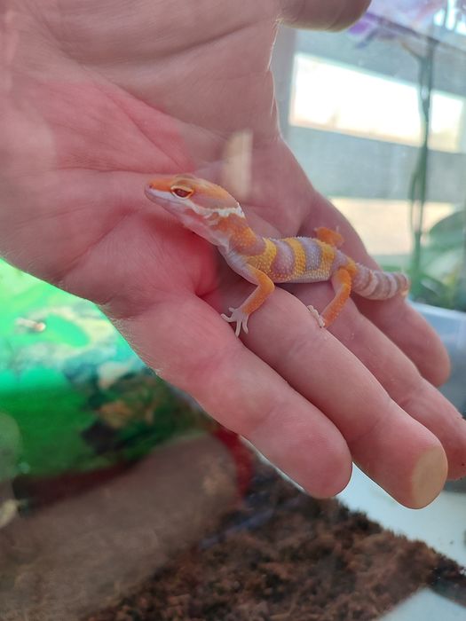 Эублефар. Малыш. Продается.