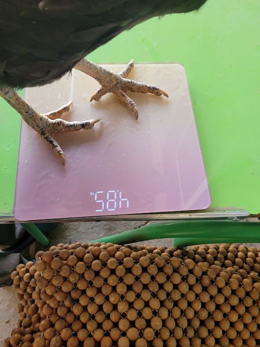 Дакан макиёнлар 3 та ва 5 та жужа  макиён 4 кг тепа тухумда