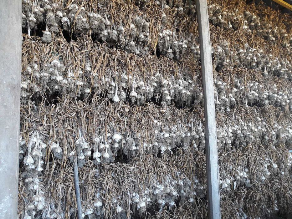 Usturoi Romanesc de primavara