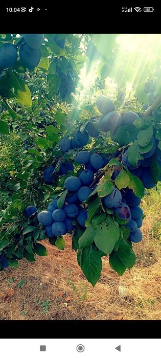 vând prune de țuică livrarea se face gratuit la domiciliul clientului pentru detalii 0733207585