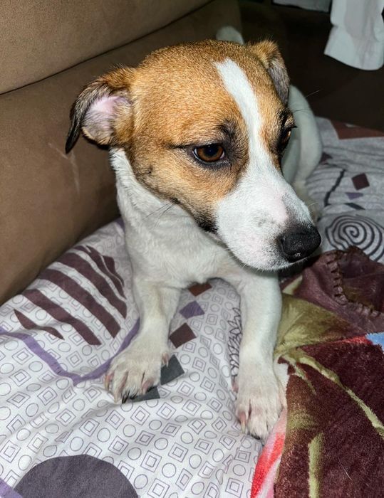 Пропала собака породы Джек Рассел терьер