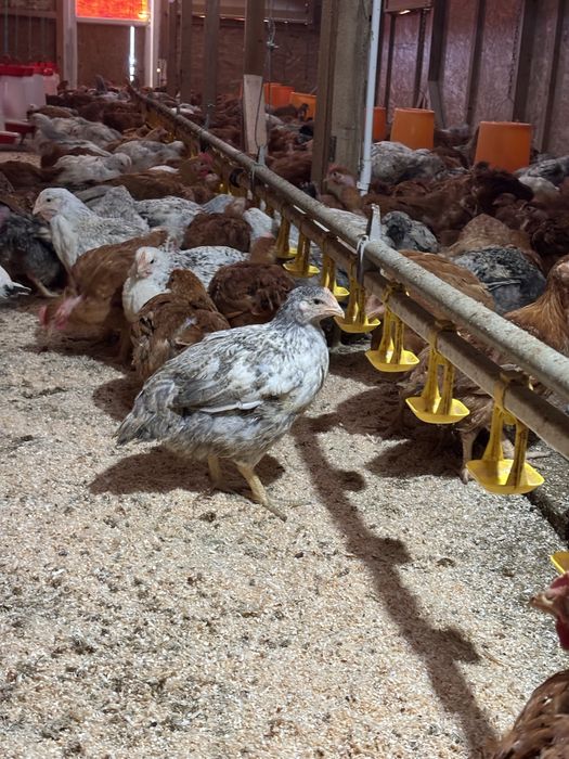 pui rasa mixta ,de carne