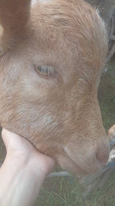 Vând țap de 2 ani