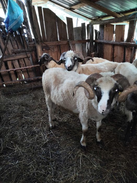 Disponibili 5 berbeci