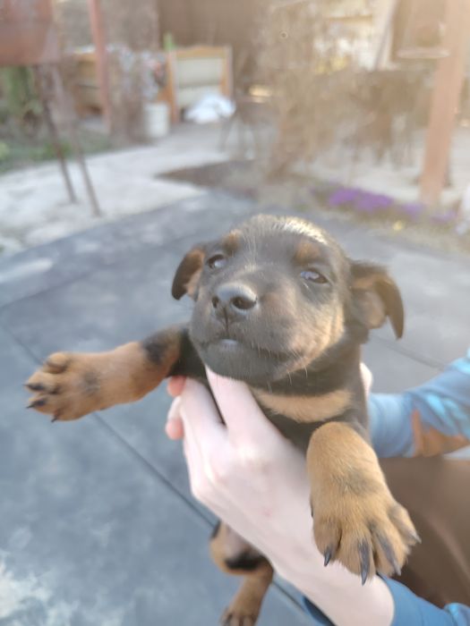 Продам щенков ягдтерьера