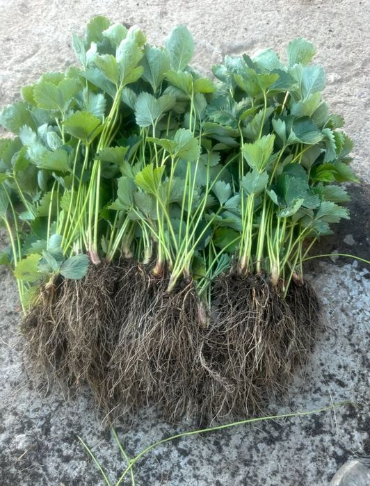 Расад Ягоди: Азия,КлериАлбион