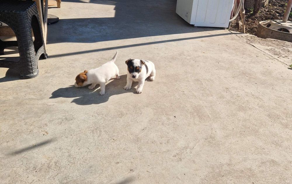 Джак -Ръсел Териер