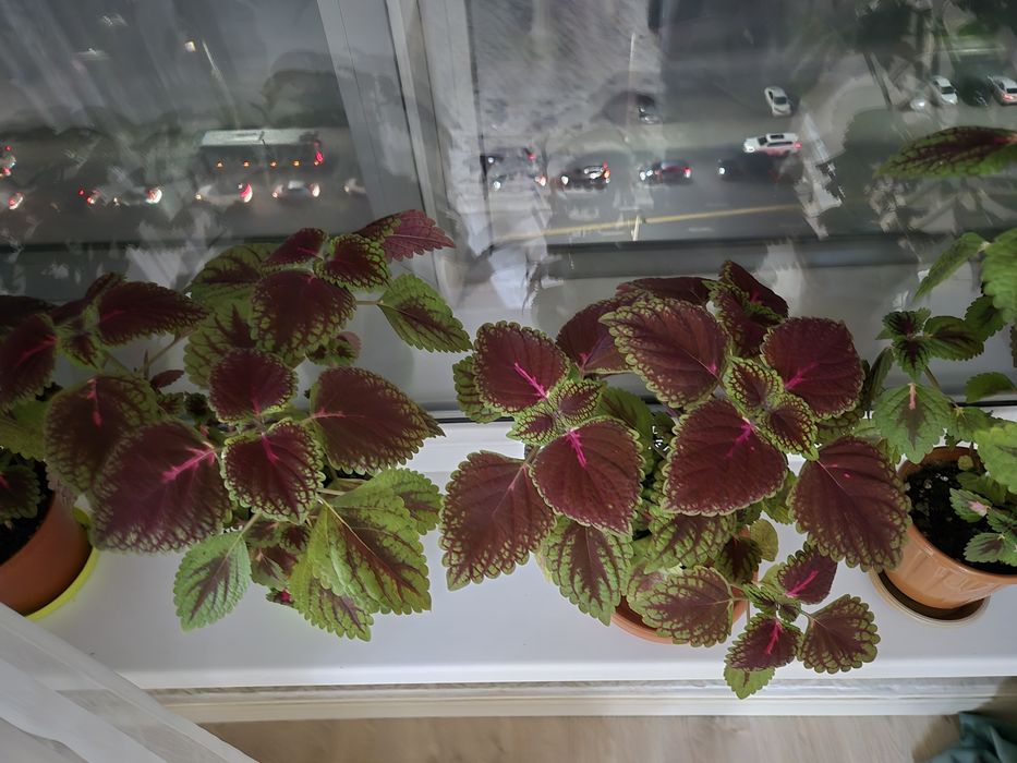 Продам колеусы., аглаонема