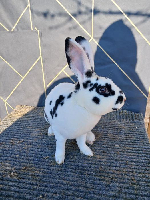 Iepuri Vienez Gri Rex Dalmatian Cap de Leu