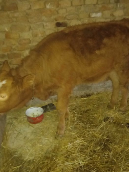 Dau la schimb pe o vaca  10 capre  si o vitea de 5 luni