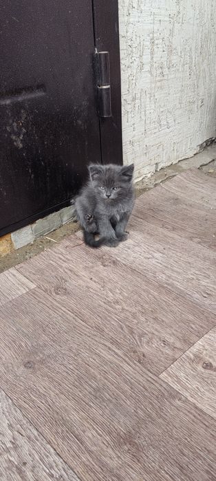 Отдам даром котят