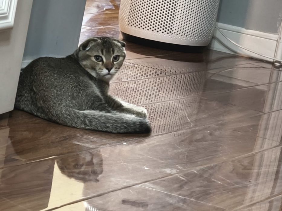 Котенок в поиск дома