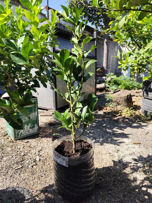 Продавам дръвчета лимони