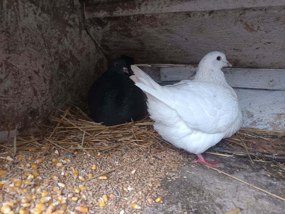 Familii Porumbei Texani