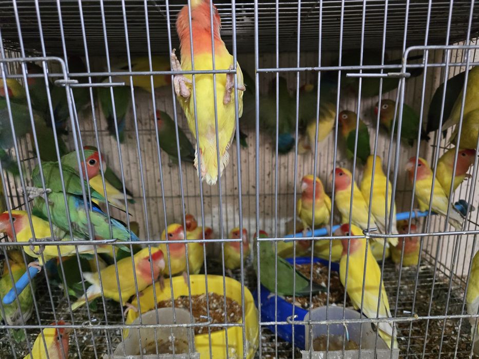 Неразлучники неразлучники