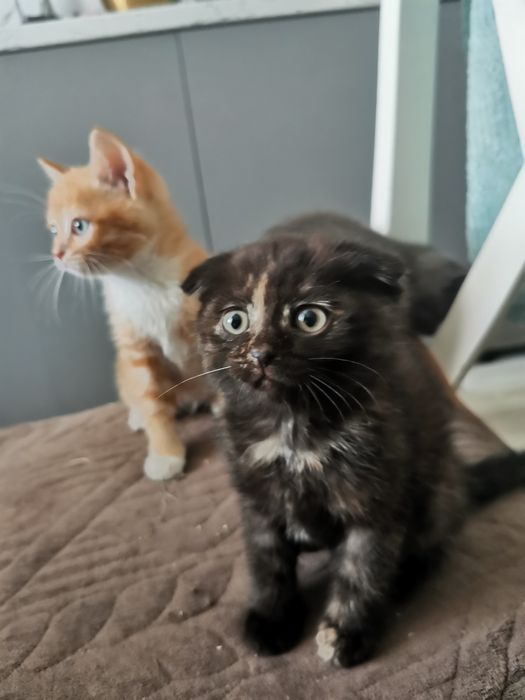 Отдам котят в добрые руки