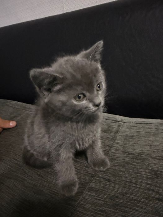 Две женски котенца Британска късокосместа котка