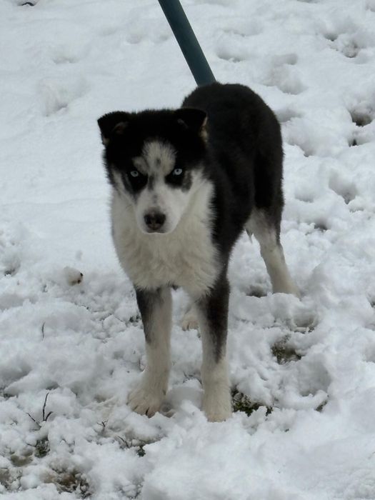 Adoptie catelusa husky