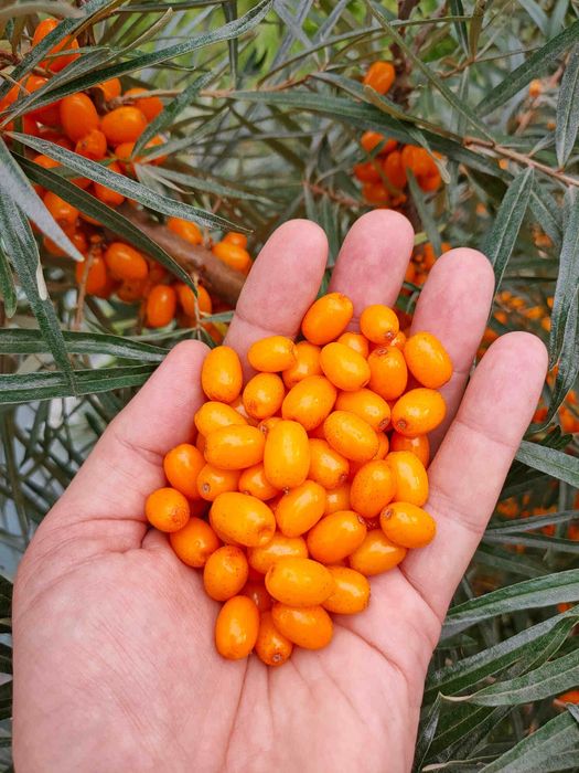 Продам Облепиху крупную.