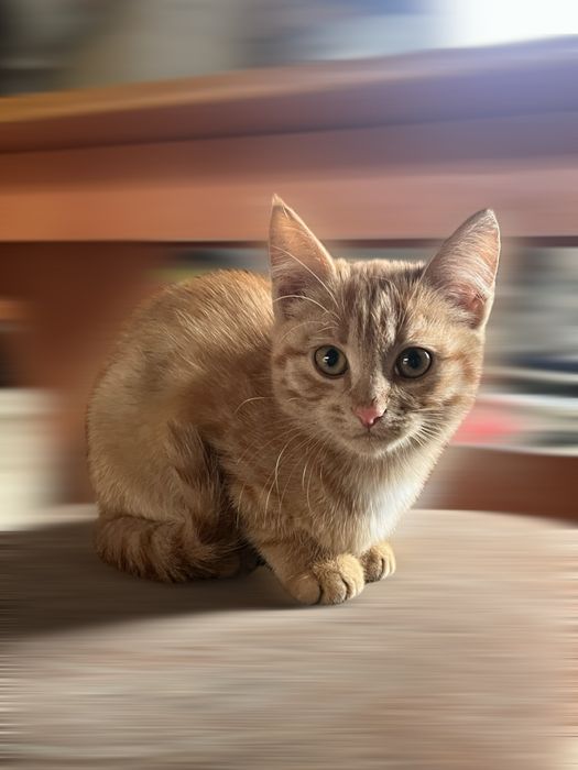 Котята,4 месяца,мальчики