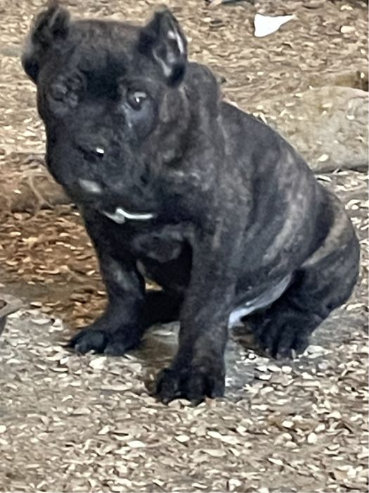 Щенки кане корсо