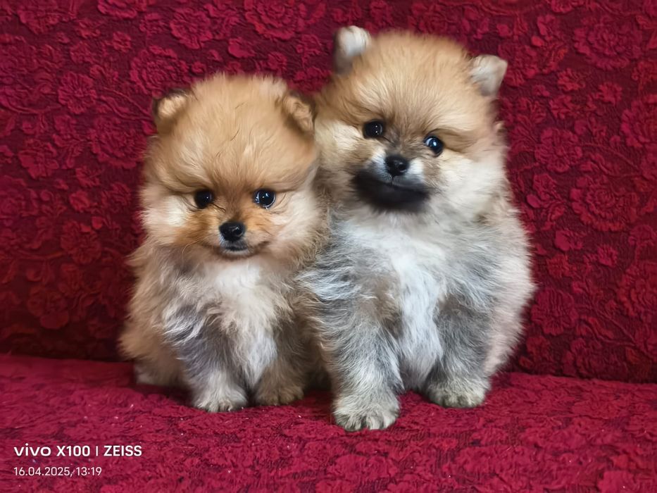 Очаровательные щенки шпица.