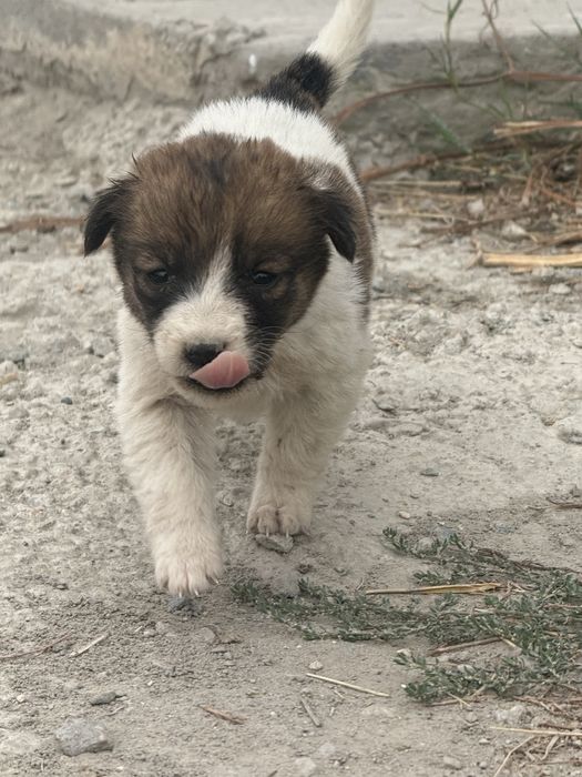 adoptie catei Medgidia