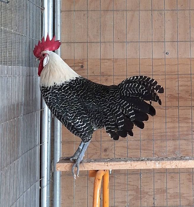 Бельгийская порода брекель серебристый