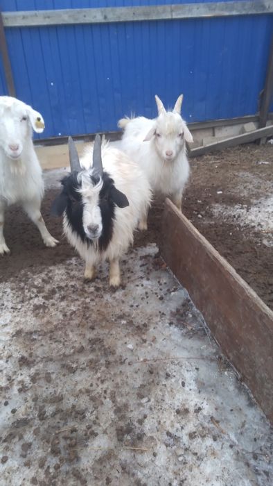 Кой ешкы сатылады