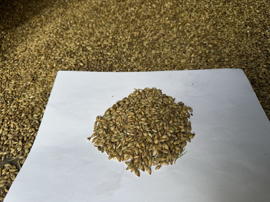 Ячмень пивоваренный