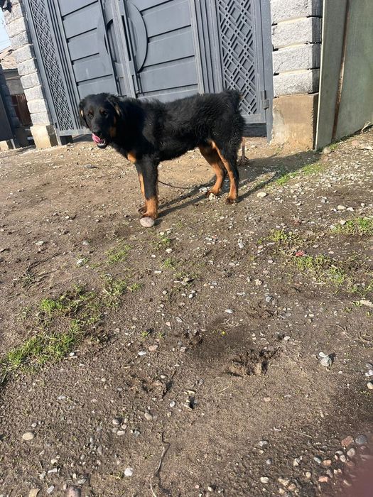 Собака чистый ротвейлер