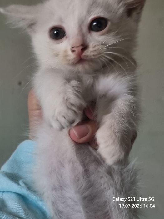 Ищем  котятам дом