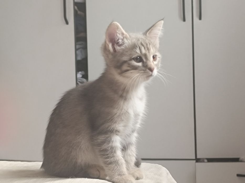Отдам котят в хорошие руки