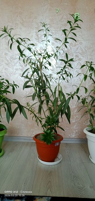 Олеандр домашний цветок