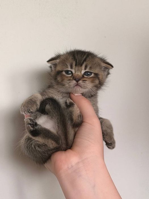 Продаются породистый котенок
