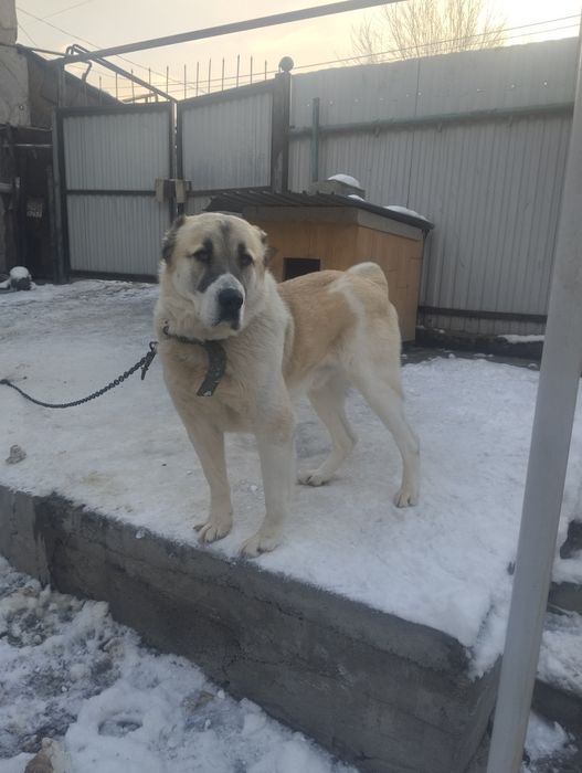 Алабай ищет сучку