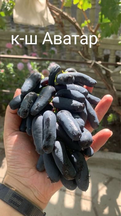 Саженцы винограда