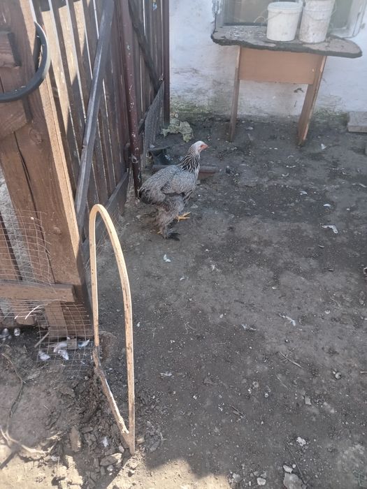 продам куры брама