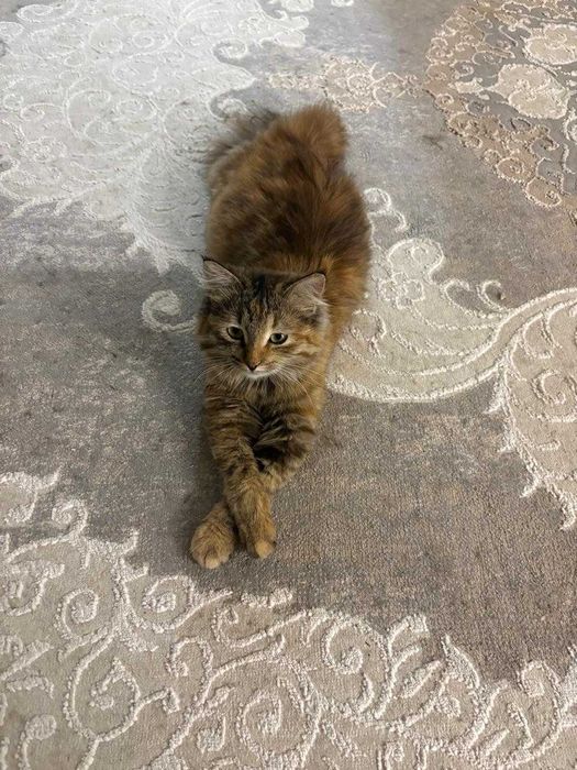 Кошка ищет семью!