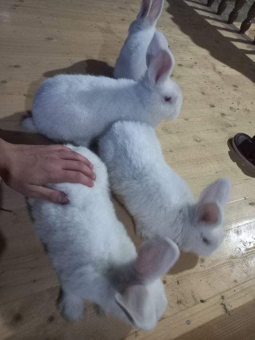 Нвозеландские кролики