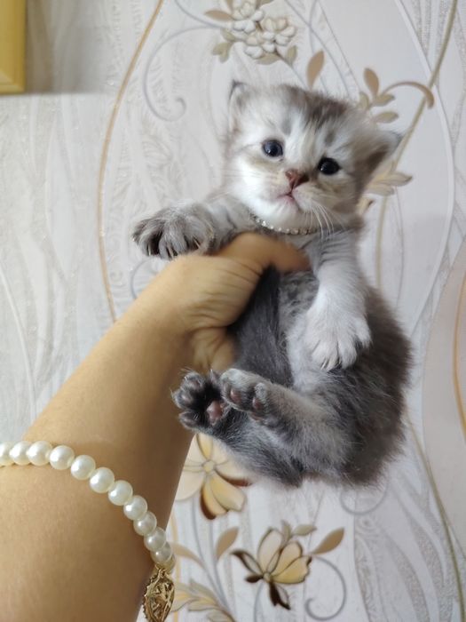 Продаются котята серебристые шиншиллы