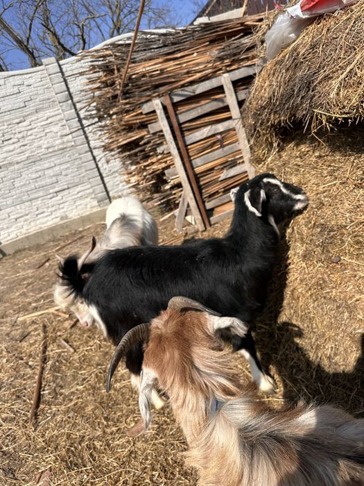 Vand 3 iede si 1 tap