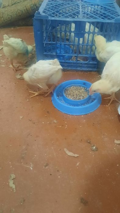 Жўжалар сотилади