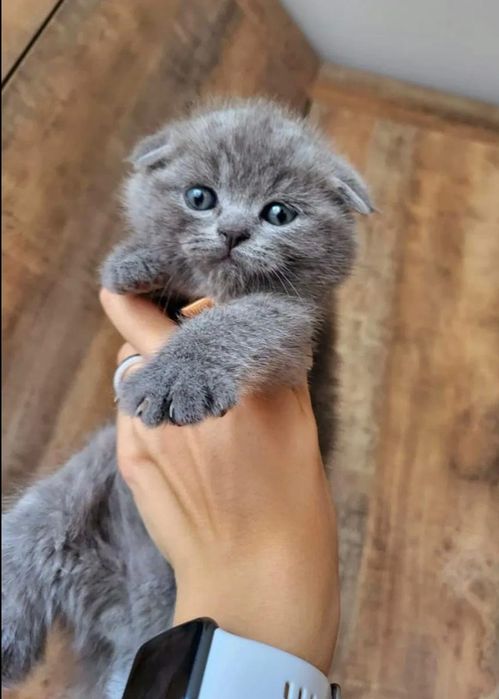 Котята скоттиш фолд